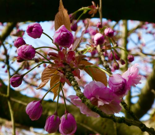 Free Darling Buds of Spring  Stock Photo