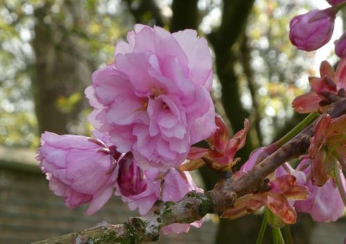 Free Cherry Blossom Pink  Stock Photo