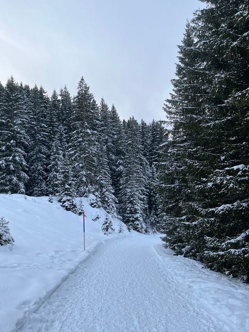Free A serene snow-covered road through a majestic pine forest in winter, perfect for adventure and exploration. Stock Photo