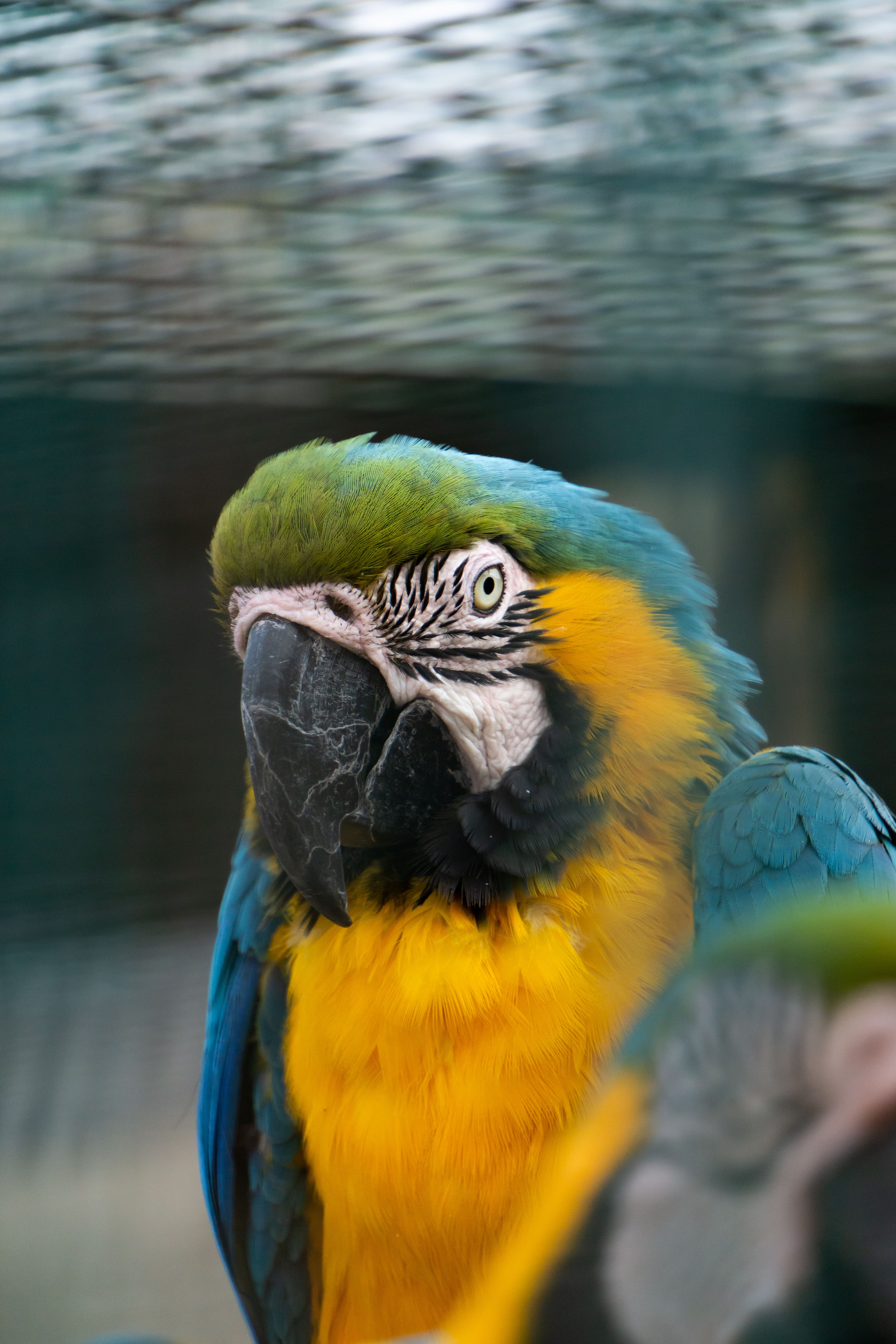 Portrait of Macaw Sitting in Cage · Free Stock Photo
