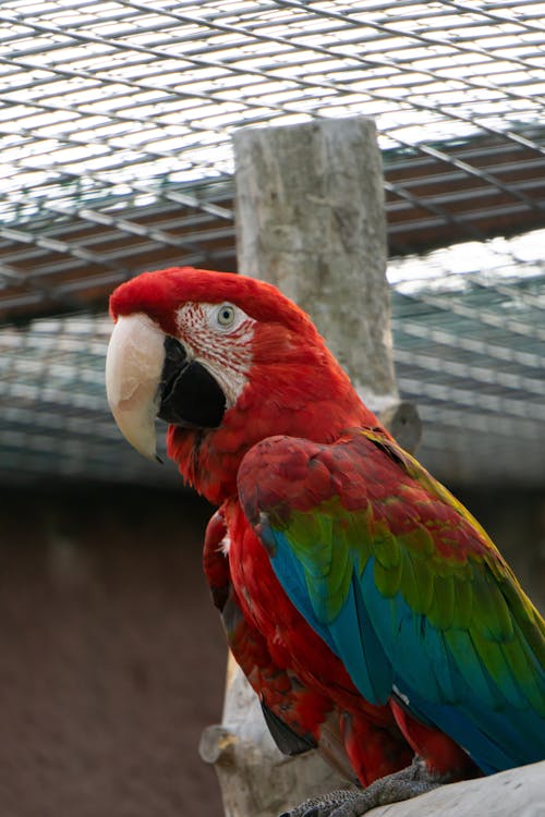 Free Close up of Colorful Parrot Stock Photo