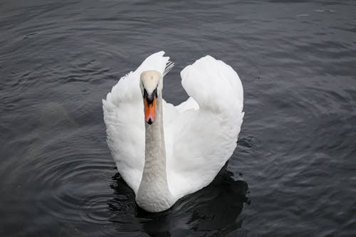Mute Swan Floating on Water 