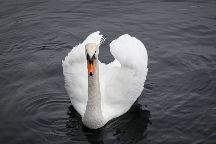 Mute Swan Floating On Water 