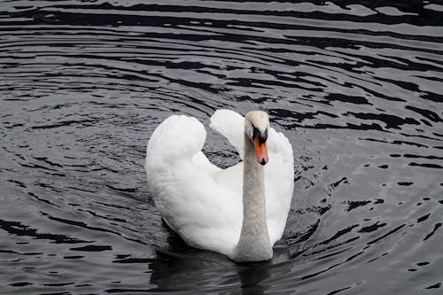 Mute Swan on Body of Water 