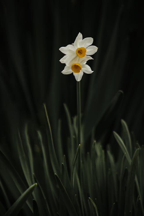 Photo of Blooming White Daffodils