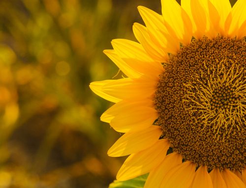 Free Bright close-up of a sunflower bloom with yellow petals and a textured center in a summer garden. Stock Photo