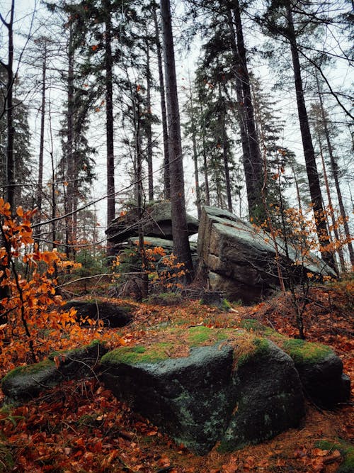 Foto profissional grátis de árvores, cenário, cheio de cor