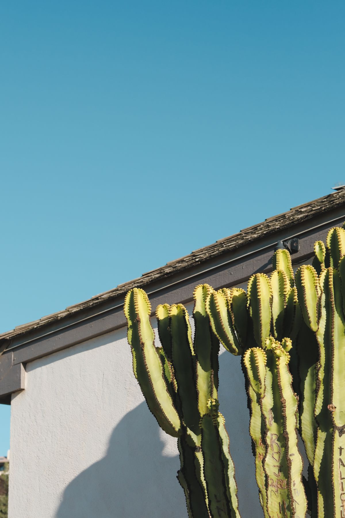A tall cactus against a white wall and a clear blue sky