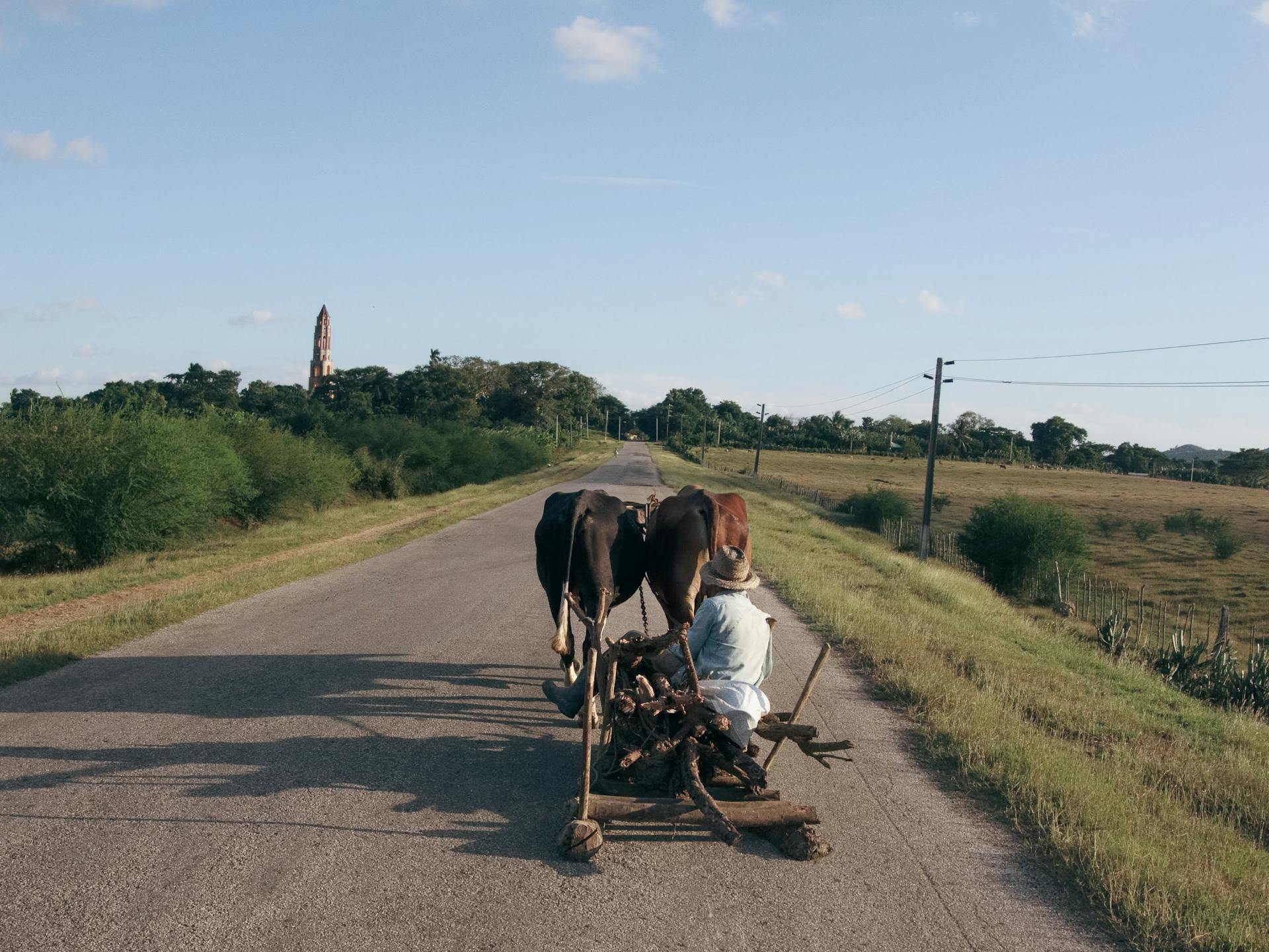 Oxes Towing Man on Road