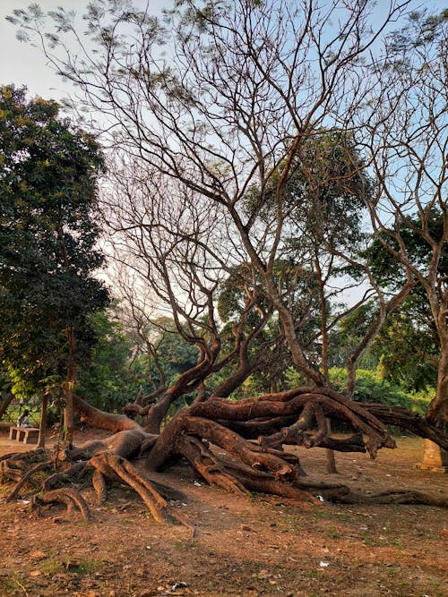 Trees and Roots on Ground