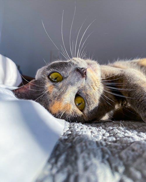 노란 고양이, 누워 있는, 동물 사진의 무료 스톡 사진