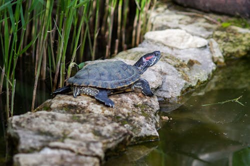 Close-Up Shot of a Red-Eared Slider 