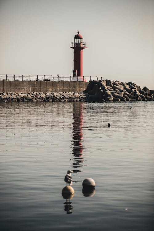 Bird on Water and Lighthouse behind