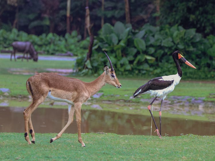 Antelope And Bird