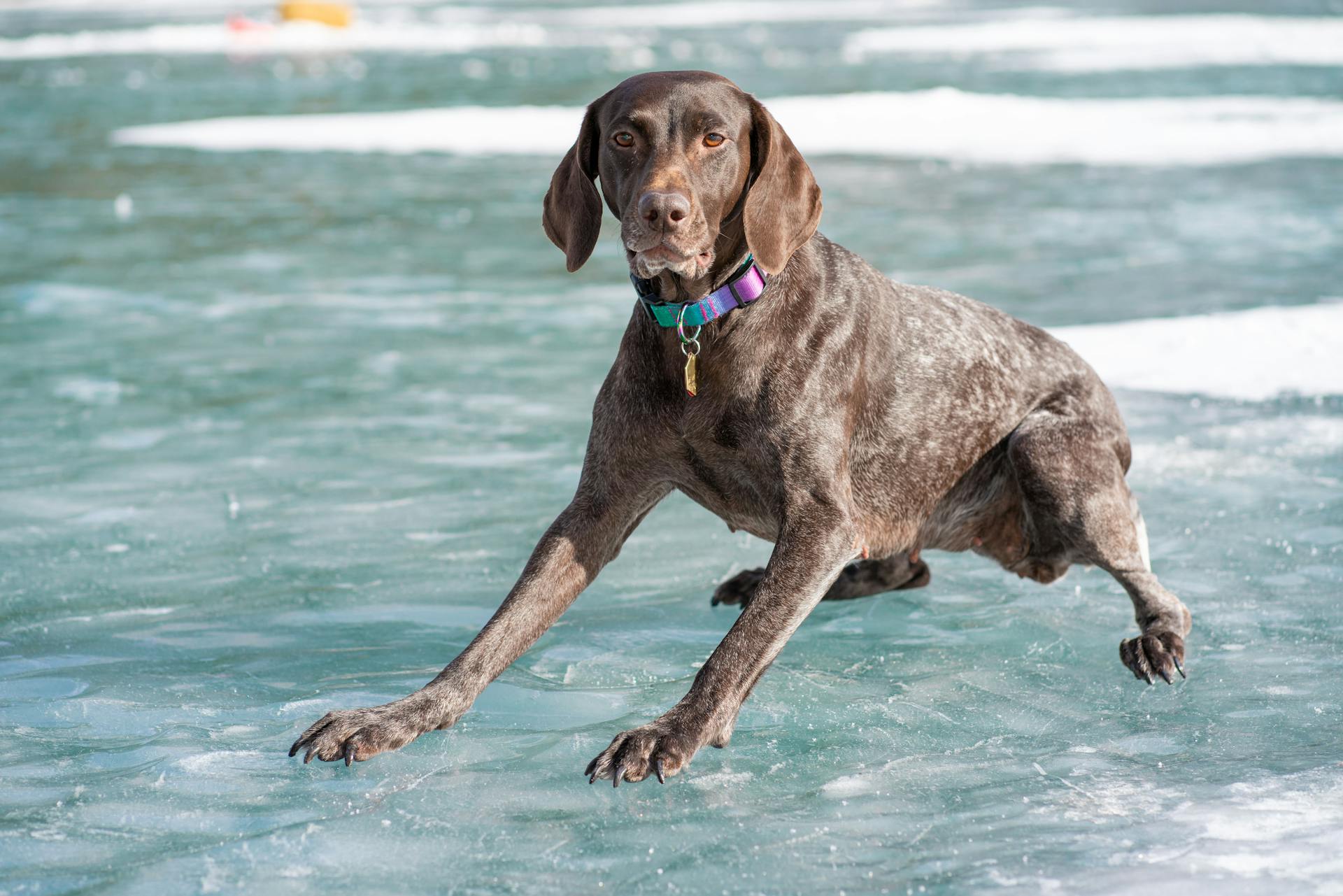 German Shorthaired Pointer on Frozen Lake