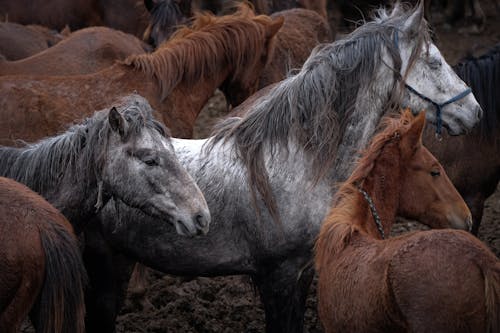 Photos gratuites de animal, chevaux, équin