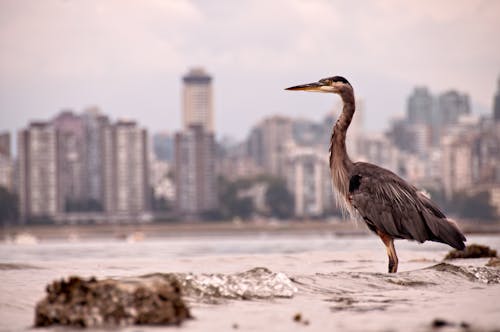 灰色和棕色鳥與背景下的城市景觀的照片