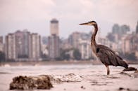 大蓝鹭站在水中，背景是温哥华城市的天际线