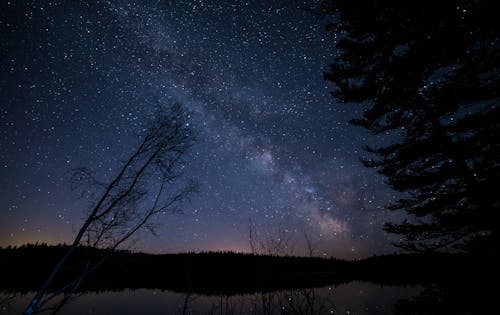 Bäume Unter Sternenklarer Nacht