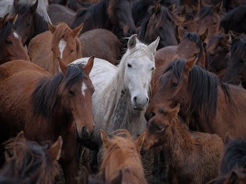 White Horse in Herd of Brown Horses