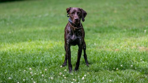 Free A German Shorthaired Pointer stands attentively on a vibrant green lawn, showcasing its sleek build. Stock Photo
