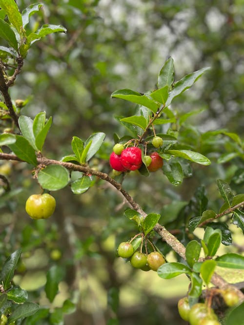 Kostenloses Stock Foto zu acerola, baum, frucht