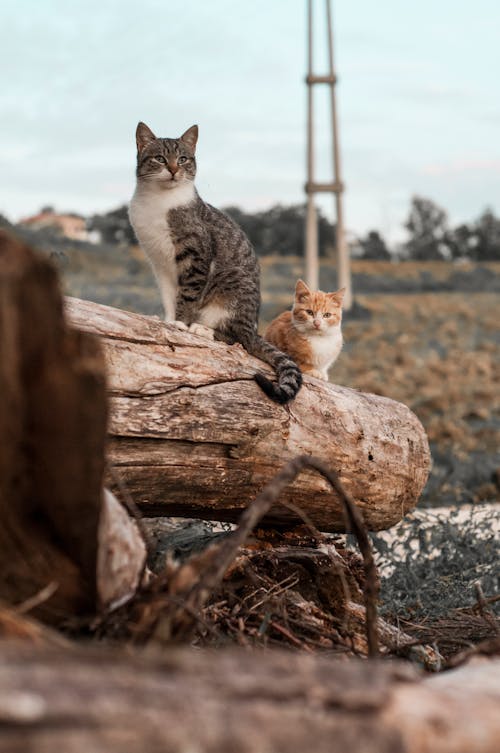 Fotobanka s bezplatnými fotkami na tému krásna príroda, mača, mačacie oči