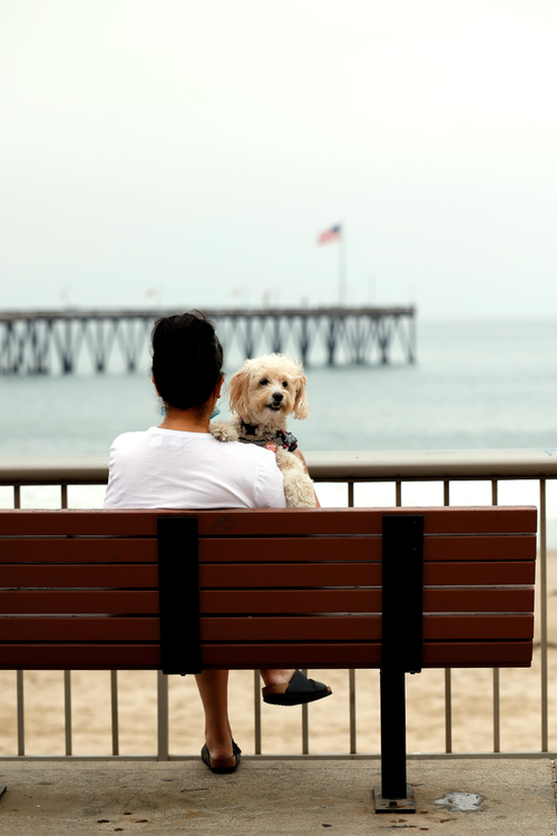 Free Woman sitting on a bench with her dog by the sea overlooking a pier. Stock Photo