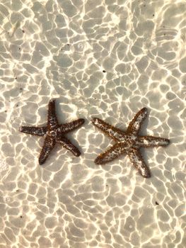 starfish photo