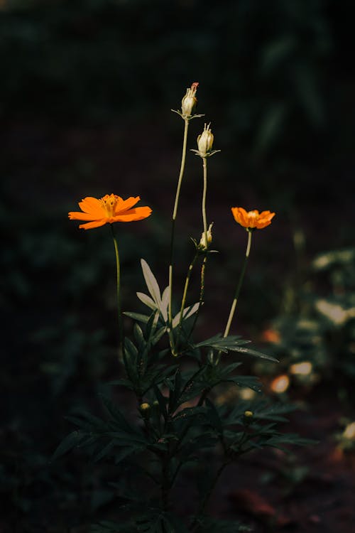 Orange Flowers at Nighttime
