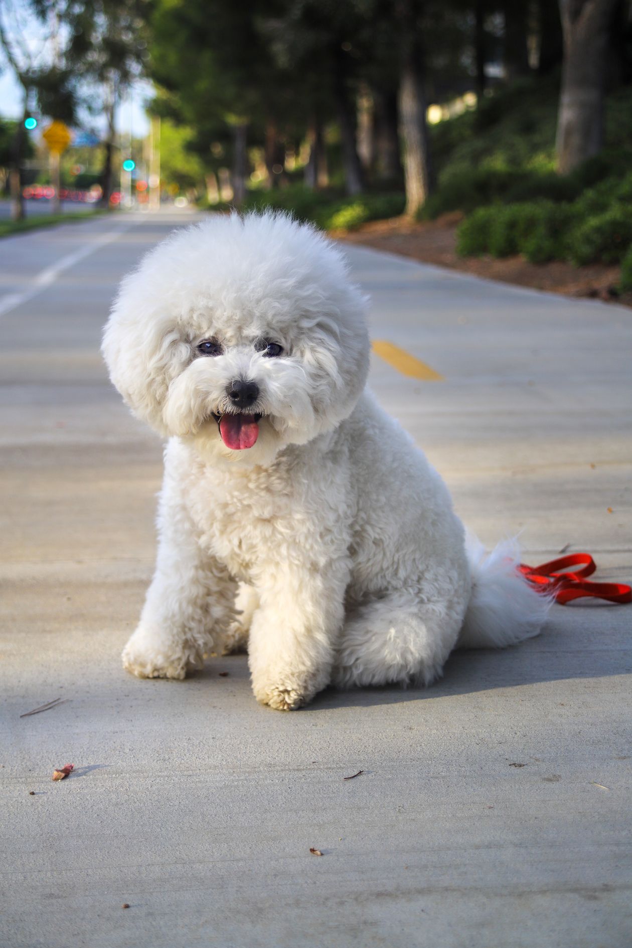 Small White Dog Breeds: 9 Look-Alikes Compared