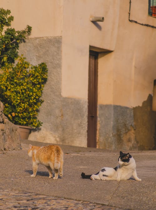 A Black and white Cat and an White and Orange Cat on a Street 