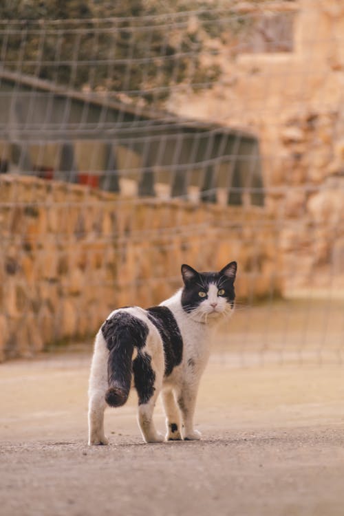 A Black and White Cat Walking Outdoors 