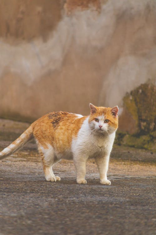 Free Close-Up Photo of Orange and White Cat Stock Photo