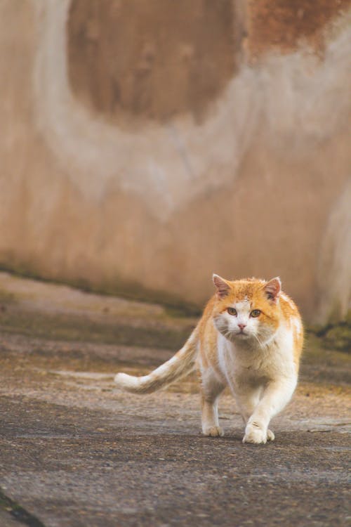 A White and Orange Cat Walking Outdoors 