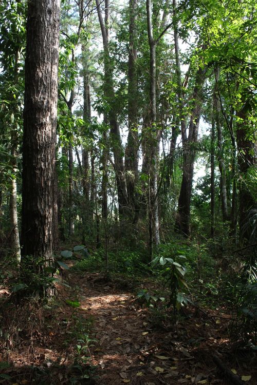 Free A serene forest scene with sunlight piercing through trees, creating a tranquil atmosphere. Stock Photo