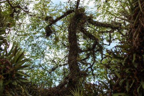 Free A view of lush climbing plants enveloping tree branches against the sky in a dense forest setting. Stock Photo
