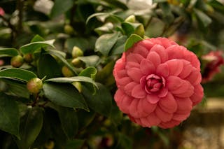 Close-up of a Pink Camellia 