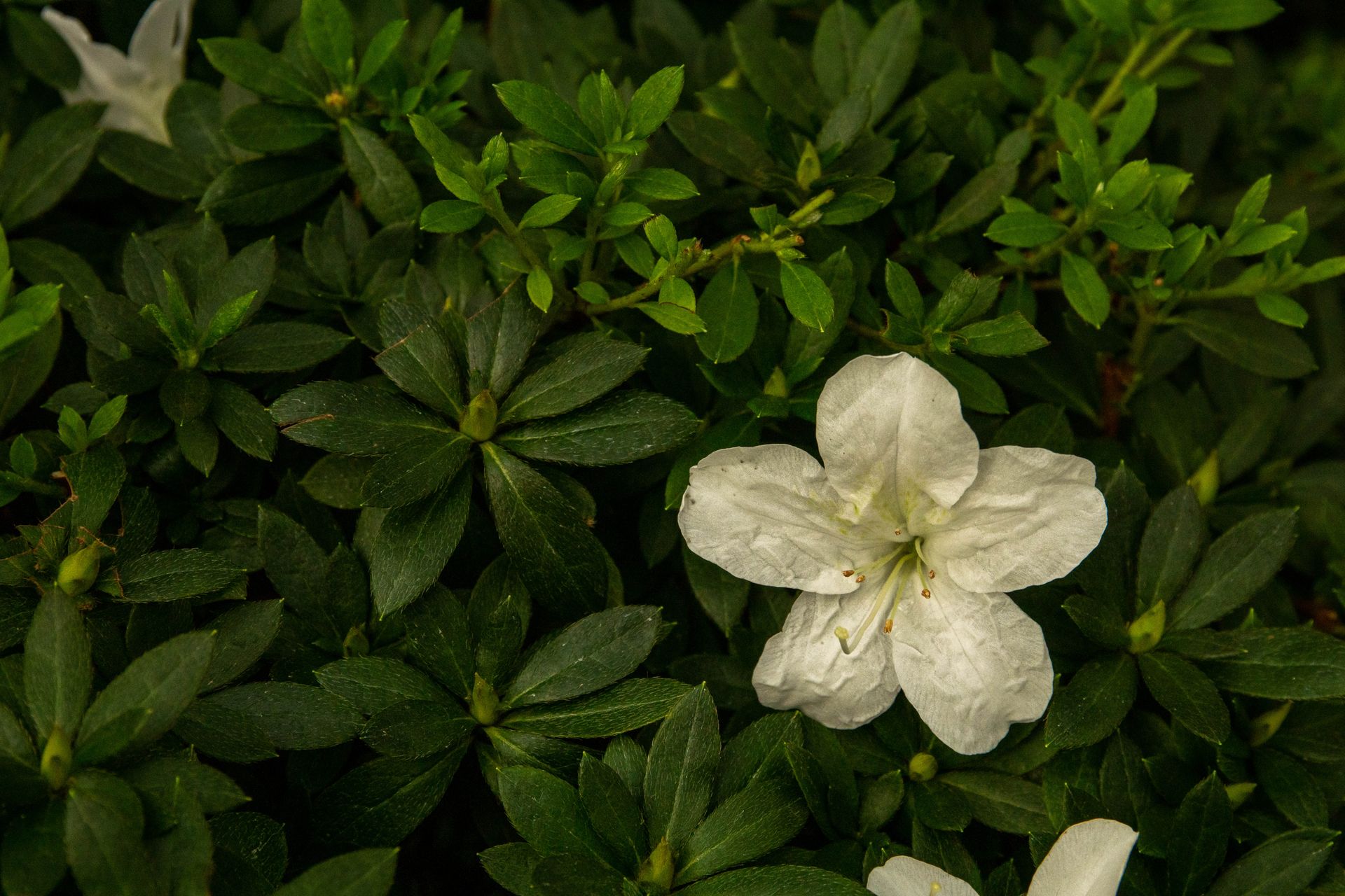 Vivid white azalea bloom surrounded by lush green leaves outdoors.