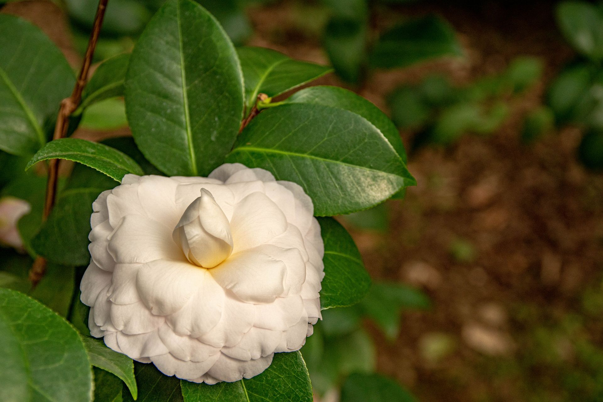 Close-up of a white Japanese camellia bloom surrounded by vibrant green leaves.