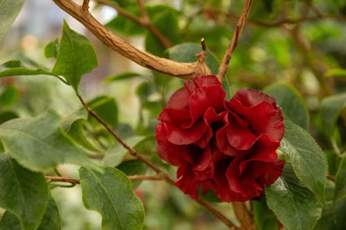Fotobanka s bezplatnými fotkami na tému červený kvet, kvet ovocného stromu, kvetinová hlava