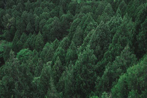 Бесплатное стоковое фото с Аэрофотосъемка, деревья, зеленый