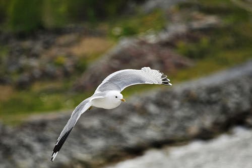 Fotos de stock gratuitas de animal, aves acuáticas, de cerca