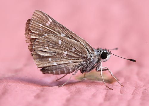 Brown Fly Mouth