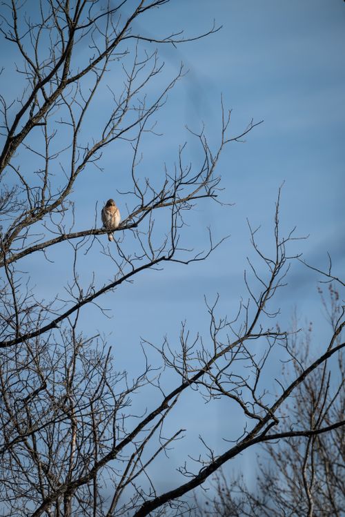 Free A lone bird perched on leafless branches against a clear blue sky. Stock Photo