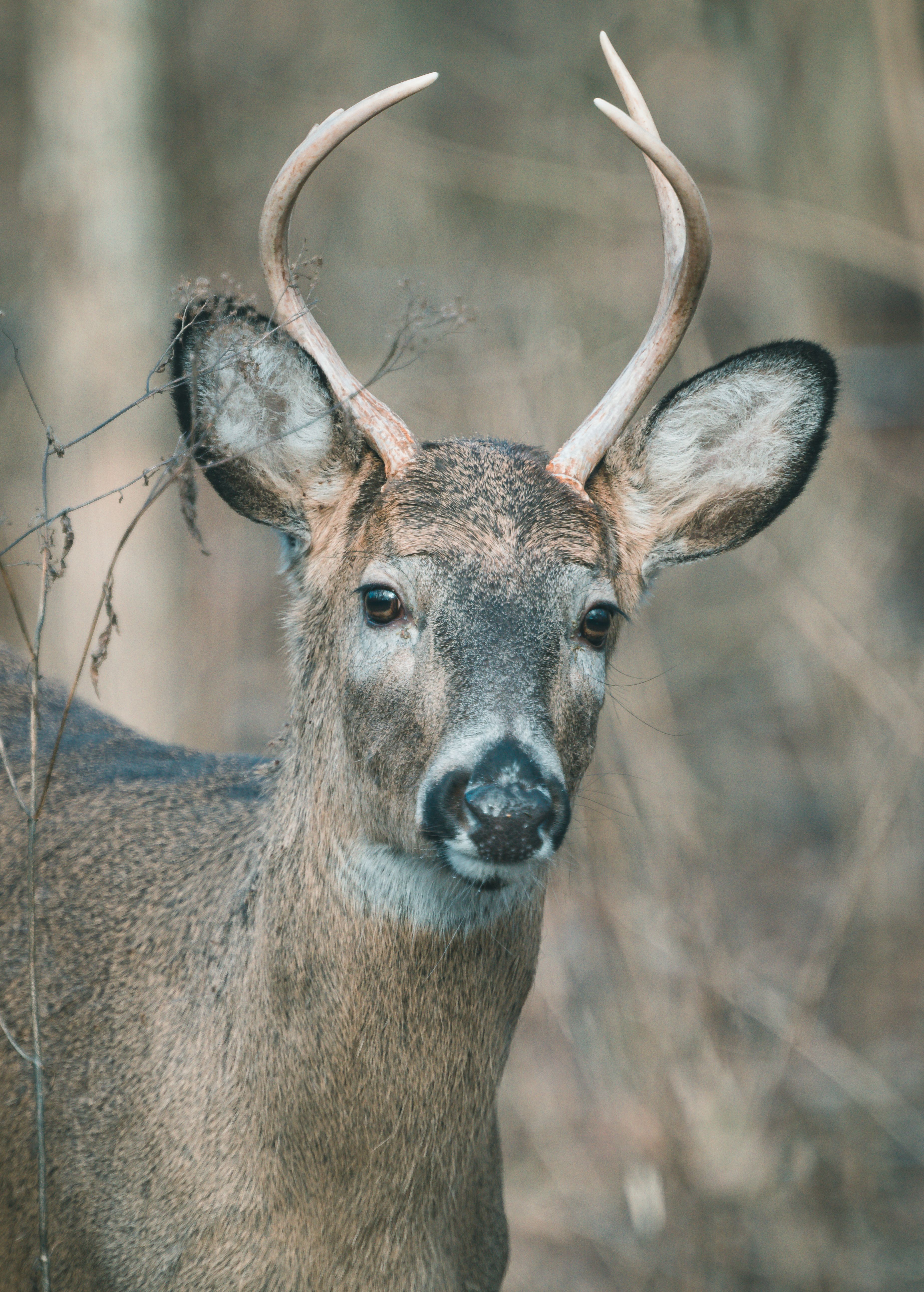 A detailed close-up of a White-Tailed Deer with antlers in its natural habitat during the day.
