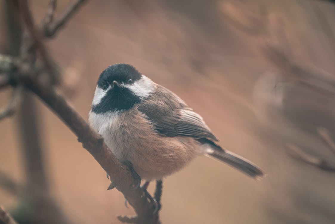 Close-Up Shot of a Black-Capped Chickadee