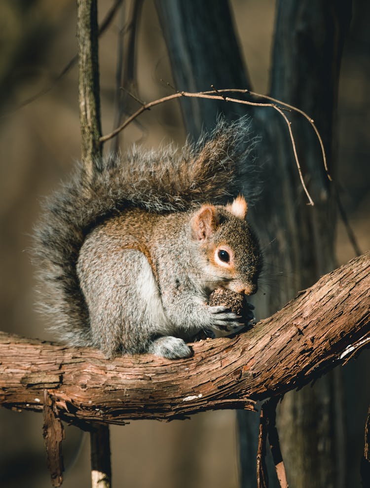 Squirrel Eating Nut