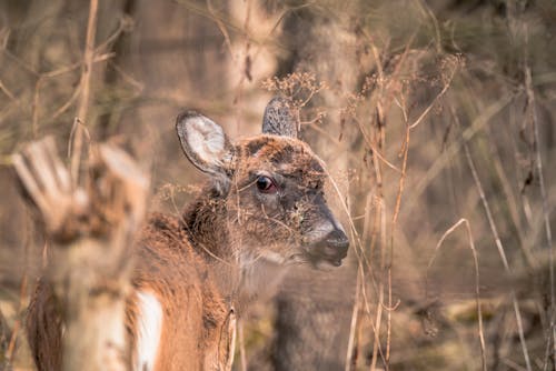 Close-up of a Young Deer in a Forest 