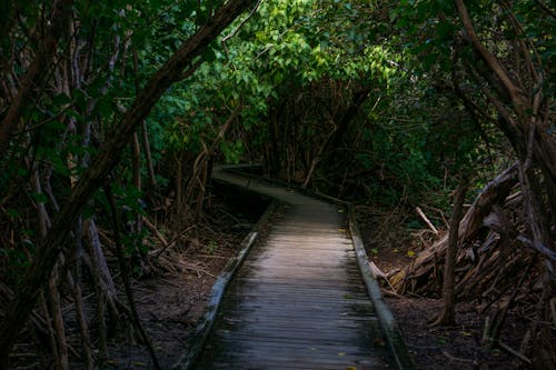Boardwalk in a Forest 